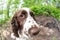 Fisheye and closeup of dog breed english springer spaniel playing in summer green nature outdoors