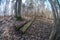 fisheye lens distorted view of forest in sunny spring day