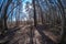 fisheye lens distorted view of forest in sunny spring day