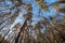 fisheye lens distorted view of forest in sunny spring day