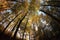 Fisheye view of autumn colors looking up at the trees