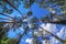 Fisheye view of dense pine tree forest