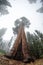 Fisheye view - giant sequoia tree in Sequoia National Park