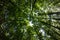 Fisheye view of a tree tops in a dense forest
