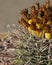 Fishhook barrel cactus