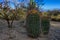 Fishhook barrel cactus