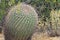 Fishhook Barrel Cactus in Arizona