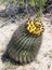 Fishhook Barrel Cactus (Ferocactus cylindraceus) with bright yel