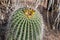 Fishhook Barrel Cactus or Ferocactus wislizeni