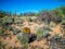 Fishhook Barrel Cactus in Saguaro National Park, Arizona