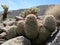 Fishhook Cactus - Mammillaria dioica