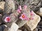 Fishhook Pincushion cactus blooming in AZ desert