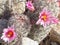 Fishhook Pincushion cactus Flowering in AZ desert