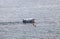 Fishing Adventures: Fisher in Small Boat at Sea in Tunisia