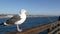 Fishing angling tackle or gear on pier. California USA. Sea ocean seagull bird, rod or spinning.