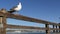 Fishing angling tackle or gear on pier. California USA. Sea ocean seagull bird, rod or spinning.