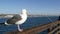 Fishing angling tackle or gear on pier. California USA. Sea ocean seagull bird, rod or spinning.