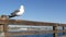 Fishing angling tackle or gear on pier. California USA. Sea ocean seagull bird, rod or spinning.