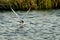 Fishing Arctic Tern