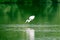 Fishing bird in green water