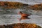 Fishing Black Oystercatcher