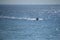 Fishing Boat speeds along in the Atlantic Ocean in the Florida Keys with mid day sun glimmering on water