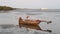 Fishing boat wreck lying on the sand and mud, Bangpu Recreation Center