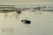 Fishing boats at anchor in the reeds in the shallow waters of the Gulf of Finland