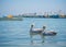 Fishing boats and Pelicans in Paracas harbour. Ica, Peru