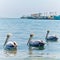 Fishing boats and Pelicans in Paracas harbour. Ica, Peru