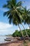 Fishing boats under palmtrees