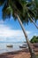 Fishing boats under palmtrees