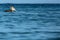 Fishing Brown Pelican, Pelecanus occidentalis floating on sea surface, Tobago island