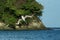 Fishing Brown Pelican, Pelecanus occidentalis flying with outstretched wings towards sea, Tobago island. Wildlife scene