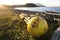 Fishing Buoy on the Beach.