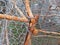 Fishing cage detail. Close up of traditional French West Indies fishing utensil. Original Caribbean fishing tackle