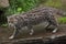 Fishing cat (Prionailurus viverrinus).