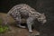 Fishing cat (Prionailurus viverrinus).