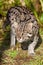 Fishing Cat Prowling in Afternoon Sunshine