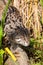 Fishing Cat Stalking through Long Grass