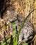 Fishing Cat Standing in Long Grass