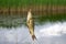 Fishing Caught crucian carp on a hook