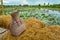 Fishing creel, Bamboo basket put the fish on Rice straw Balcony