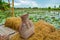 Fishing creel, Bamboo basket put the fish on Rice straw Balcony