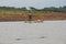 Fishing with crocodiles, Chamo Lake (Ethiopia)