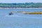 Fishing between the flamingos in Estuario do Sado , Portugal