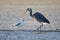 A fishing Great Blue Heron stands in a shallow pool on the beach, Mew Gull nearby, Witty`s Lagoon