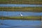 Fishing great egret - Ardea alba