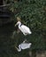Fishing great white heron