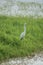 Fishing great white heron